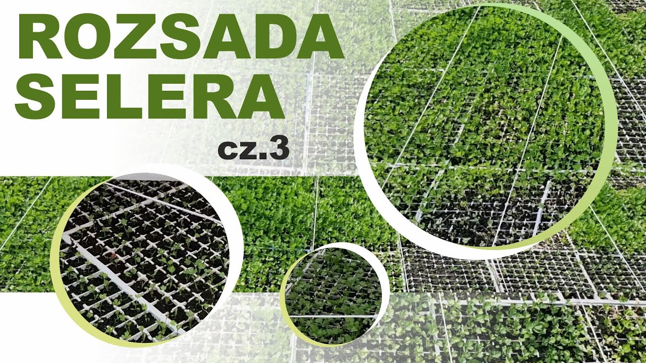 Rozsada selera cz. 3
