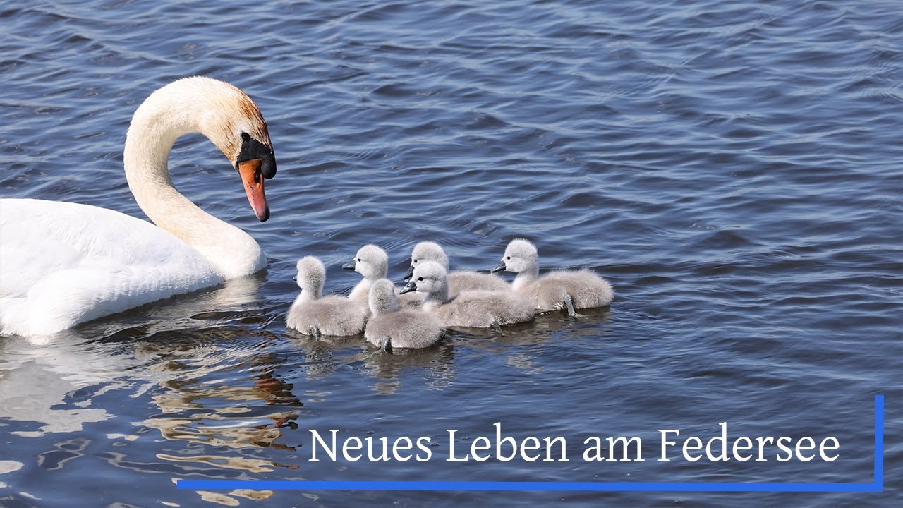 Neues Leben am Federsee