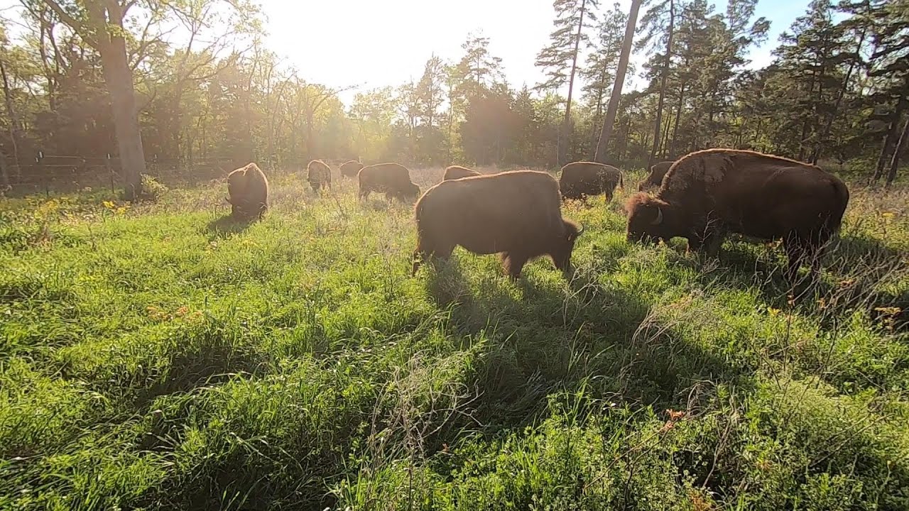Ep. 337 - Greatest part of Bison Ranching - Just Watching