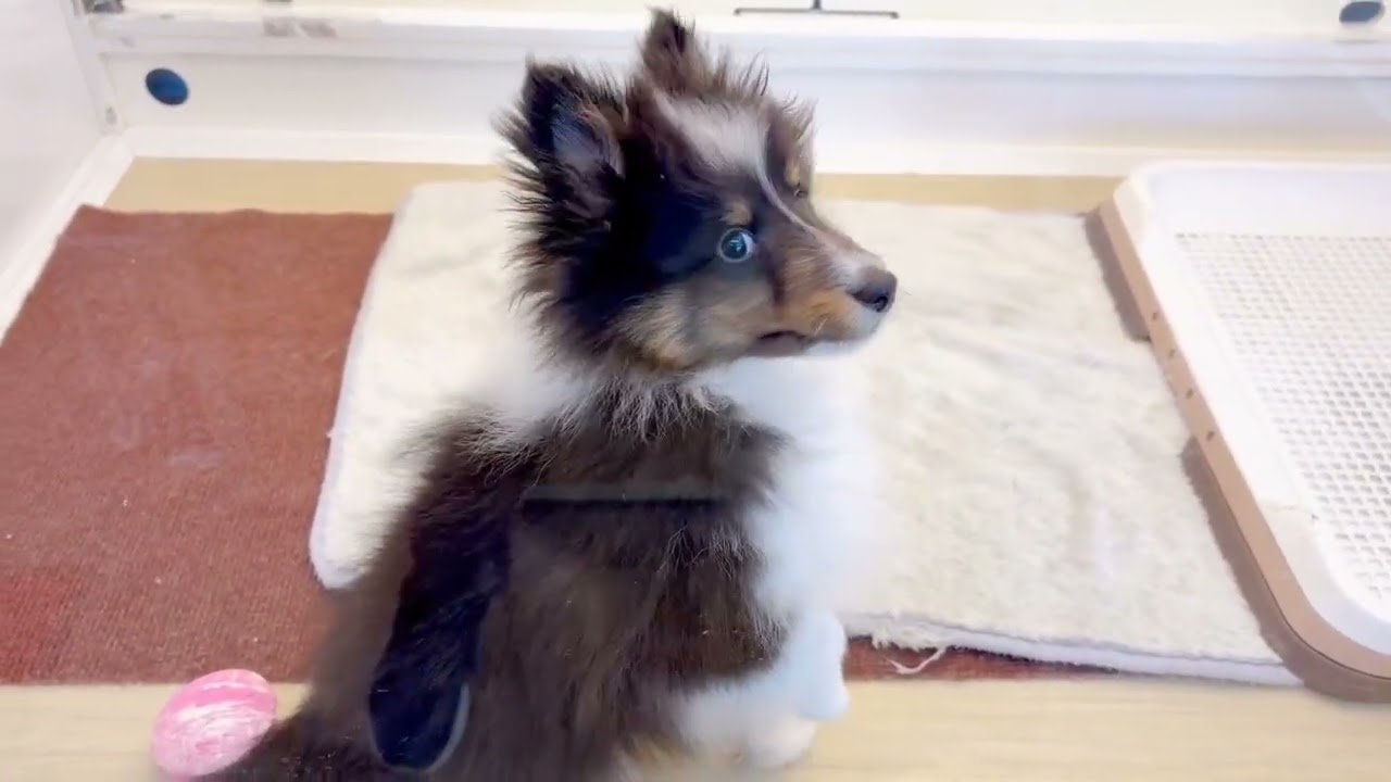 シェルティくん②