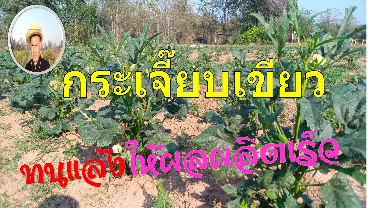 กระเจี๊ยบเขียว ทนแล้ง ให้ผลผลิตเร็ว
