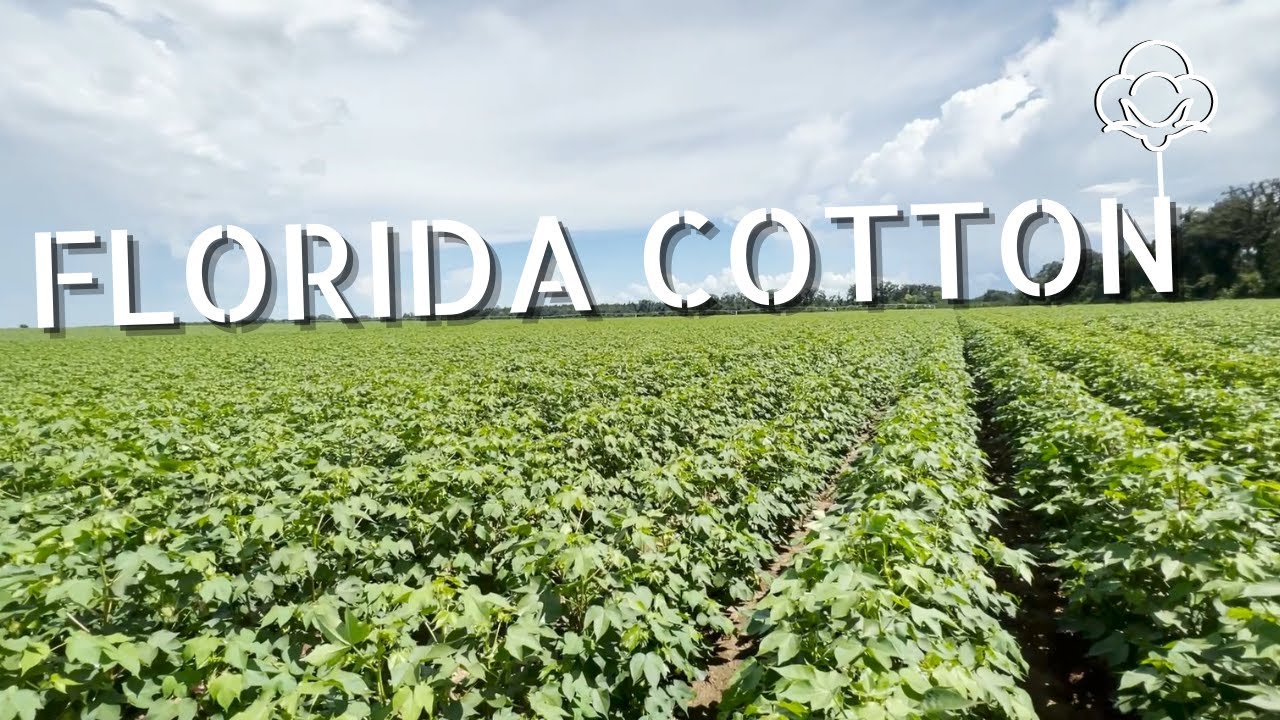 New Technology Got Our Cotton Looking Great!