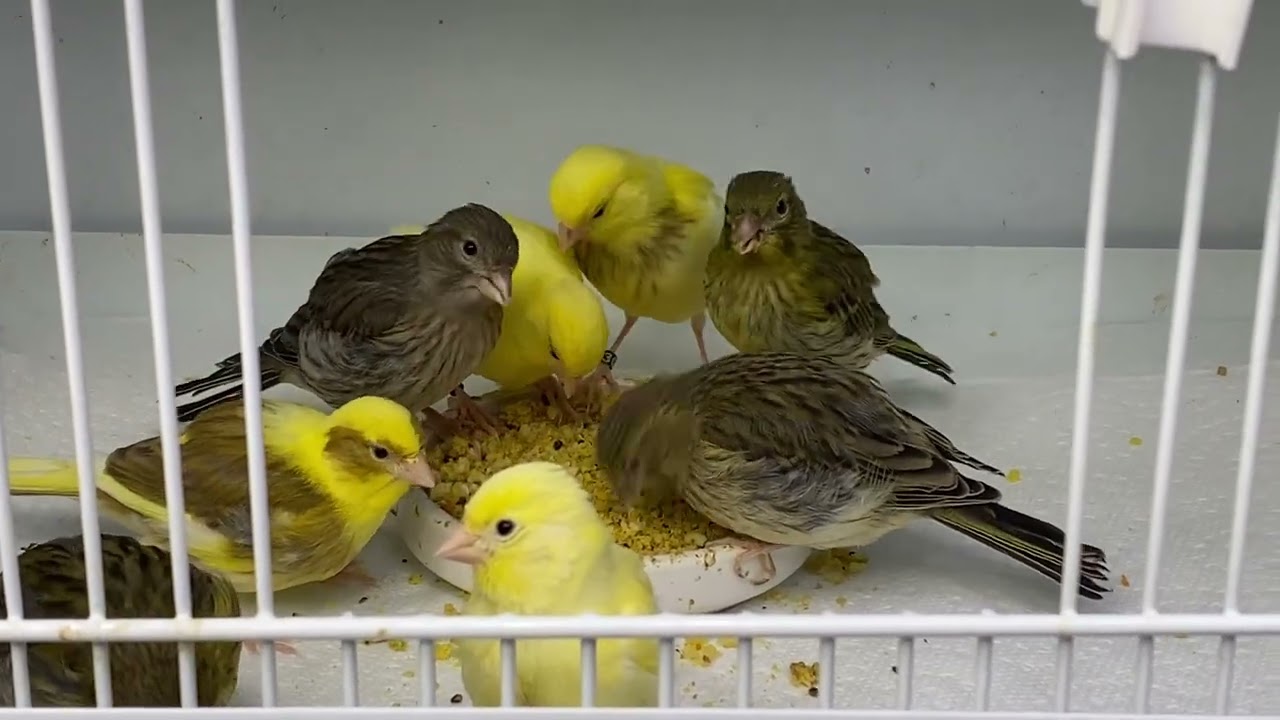 Fife canary chicks 