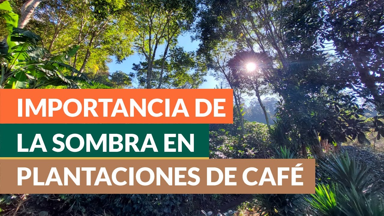 ¿Cómo determinar el porcentaje de sombra que necesita su cafetal?