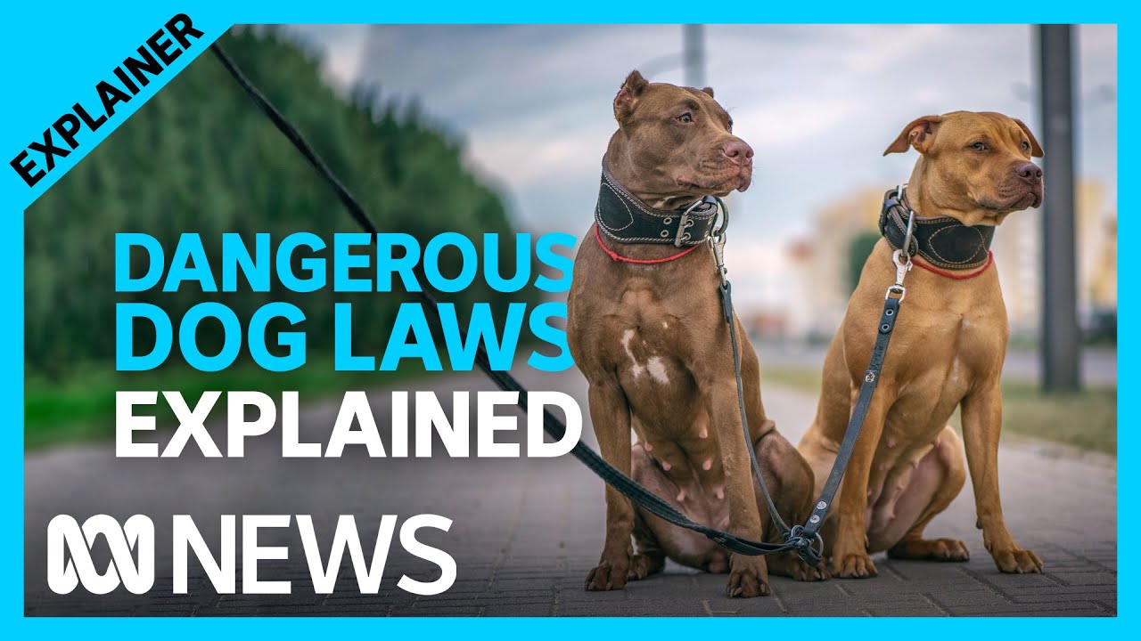 Will jail time and breed bans help reduce savage dog attacks? | ABC News