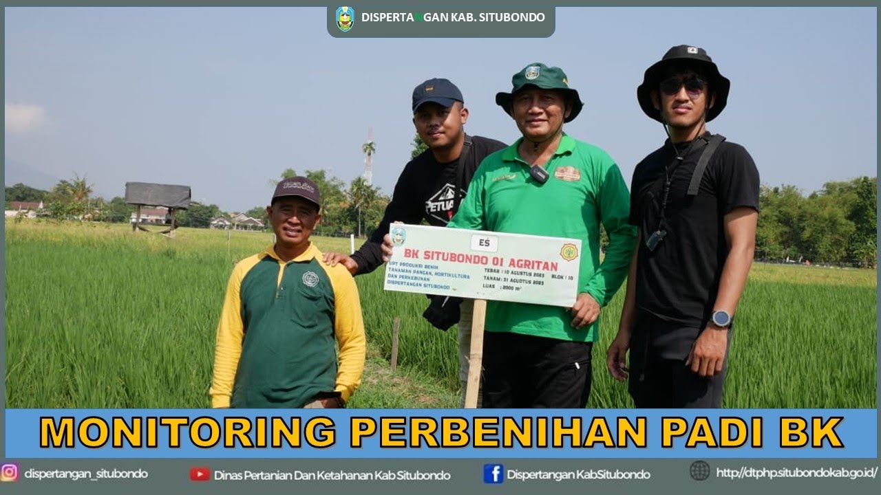 MONITORING PERKEMBANGAN BENIH EXTENTION SEED (LABEL BIRU) PADI BK SITUBONDO 35 HST