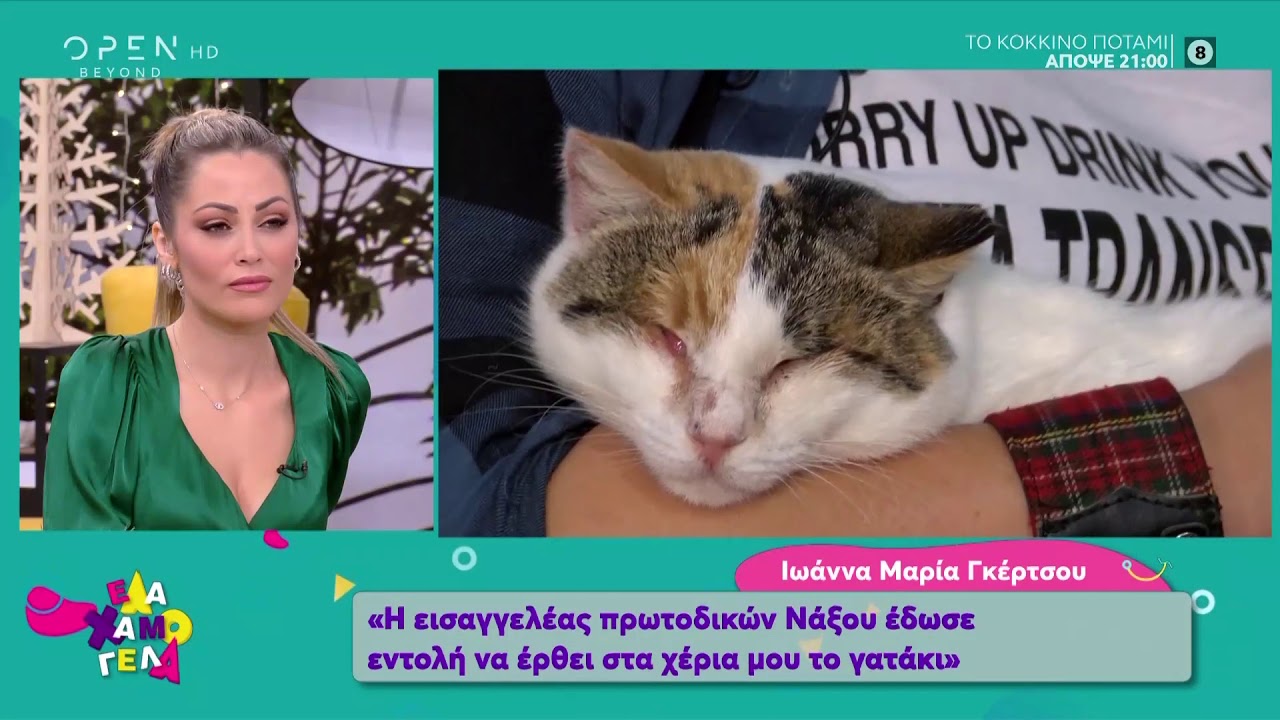 Υιοθετήθηκε το τυφλό γατάκι που είχε κακοποιηθεί από παιδιά στην Φολέγανδρο - Έλα χαμογέλα | OPEN TV