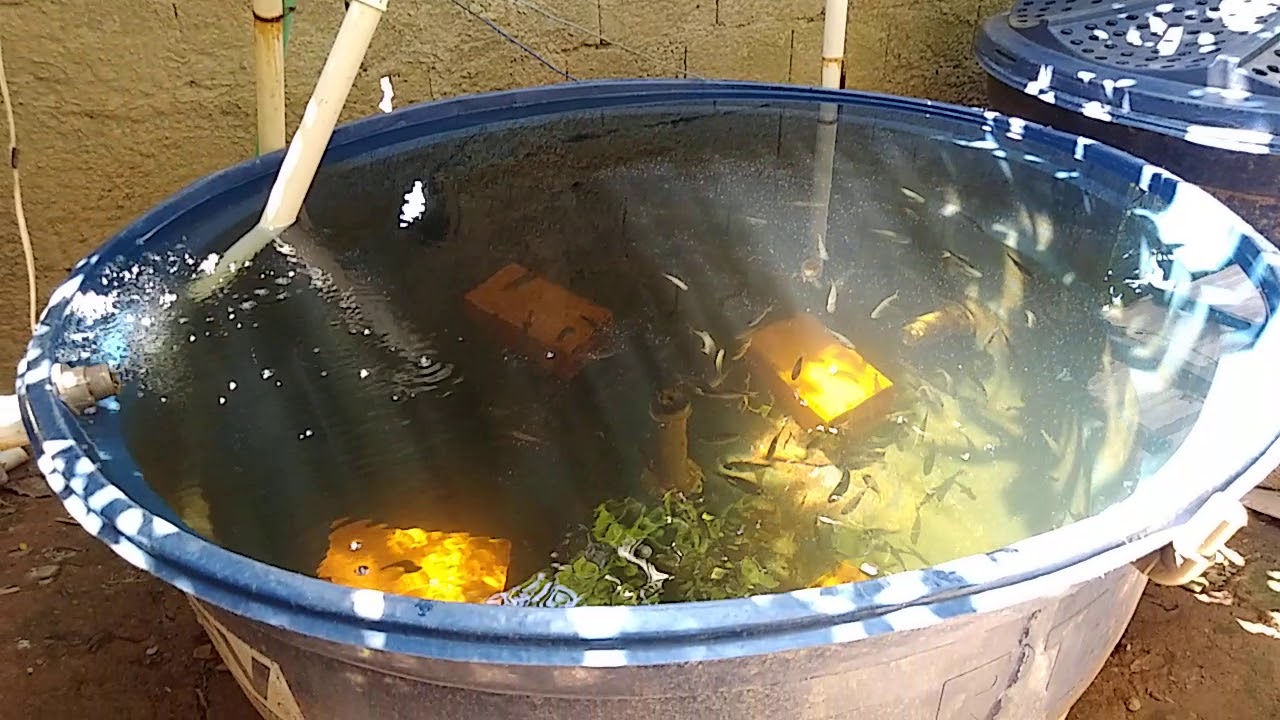 O QUE FAZER PARA EVITAR A FORMAÇÃO DO LODO VERDE NA CRIAÇÃO DE PEIXES EM CAIXA D´'AGUA.