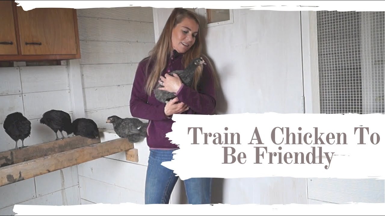 How To Raise Friendly Chicks | Weeks Two-Eighteen