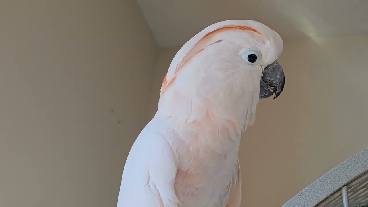 Cockatoo Going To The Vet 2025