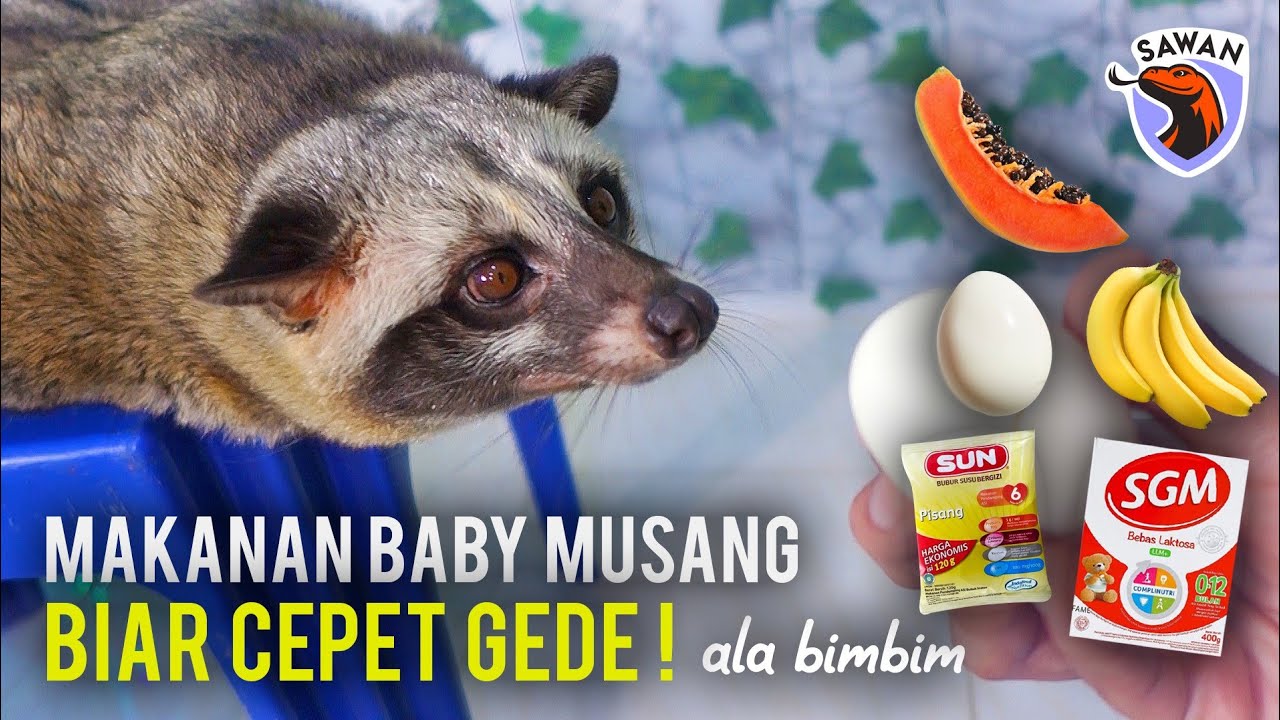 RAHASIA PAKAN BABY MUSANG biar GAK BOSENAN & GEMUK! 