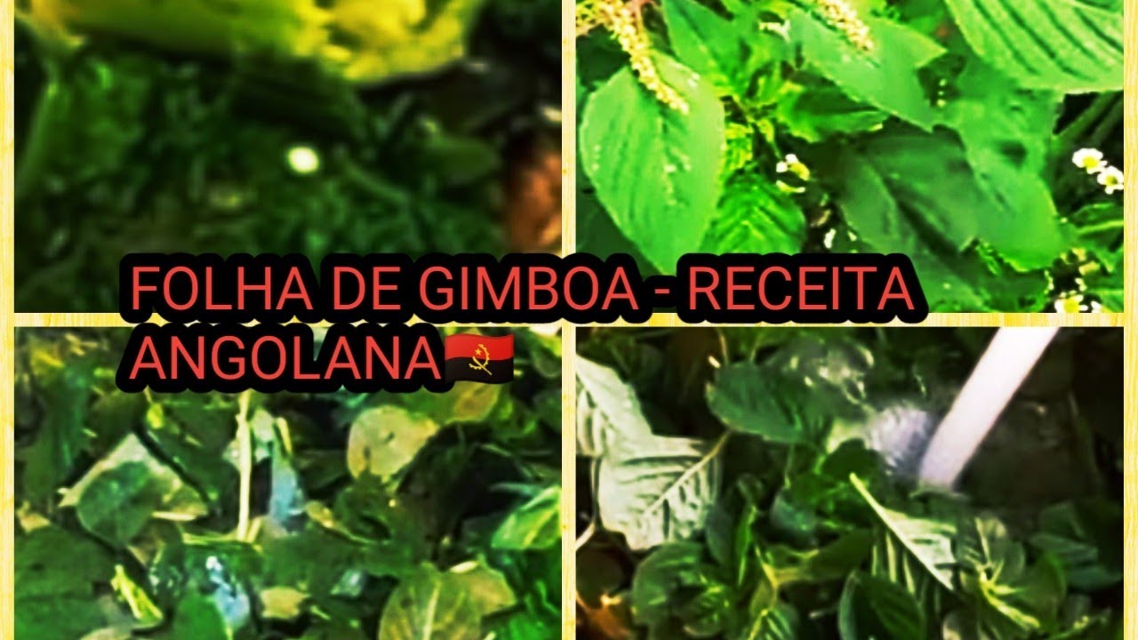 Folha de gimboa(Angola)