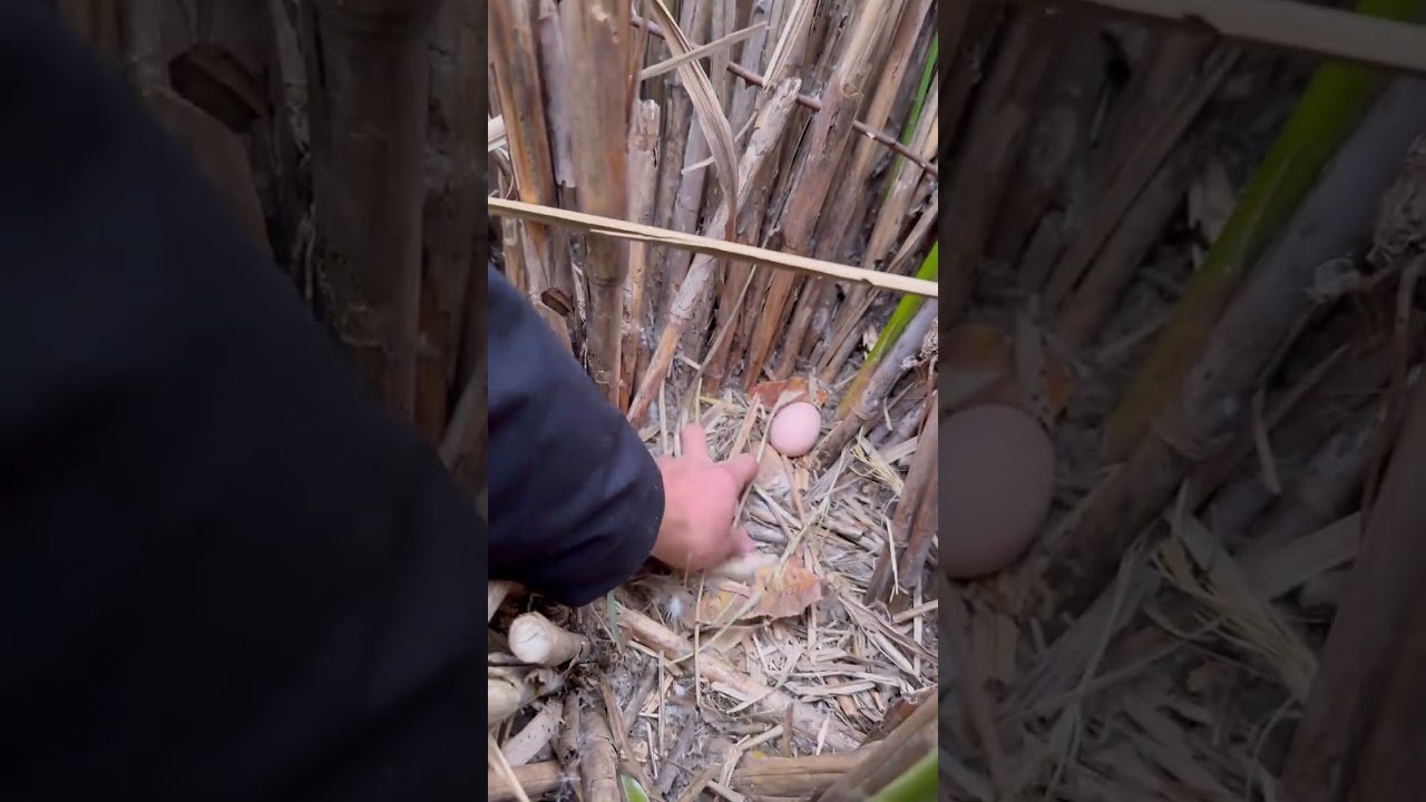 Long time no see. Today I ll take you all to experience an immersive egg-picking experienc