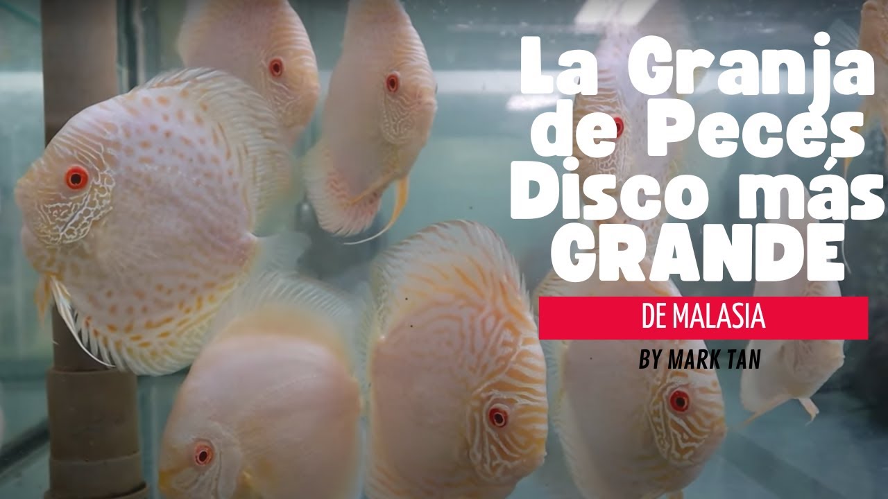 La 🧑🏼‍🌾 Granja MAS GRANDE de Peces Disco 🐠 en Malasia #discus