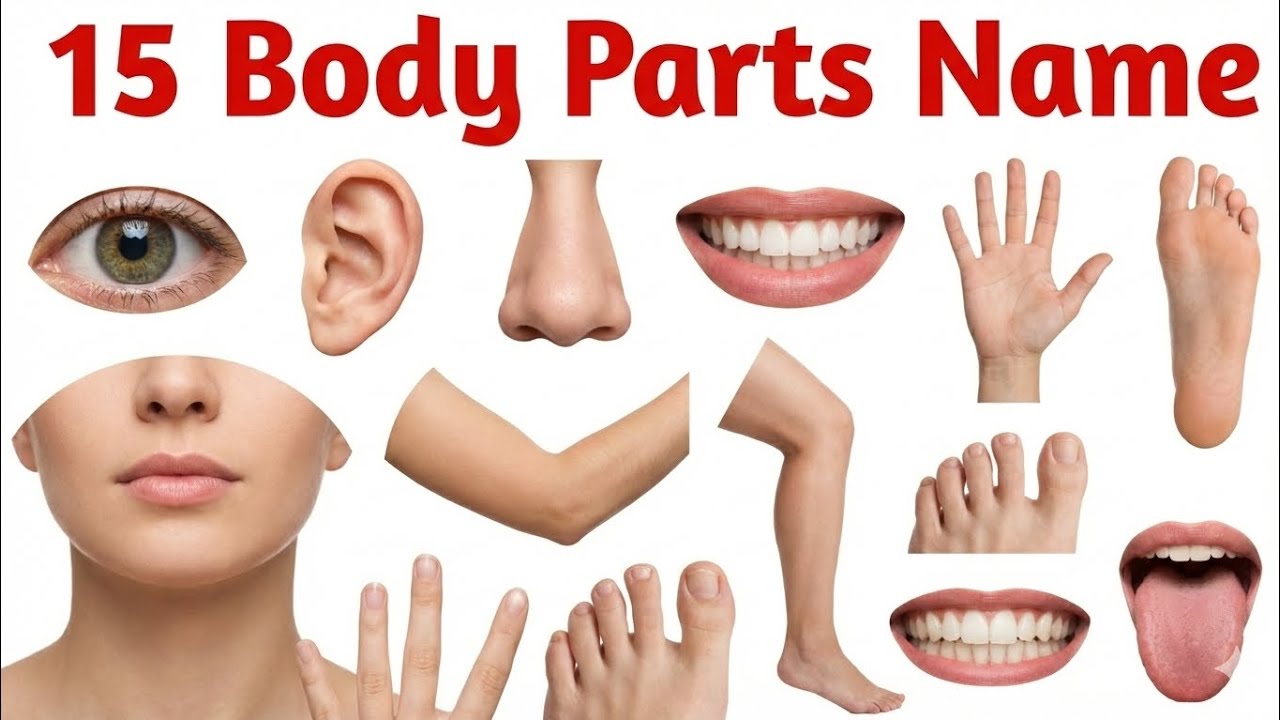 Body Parts Name for Kids | Learn Body Parts Name in English & Hindi | Human Body Parts