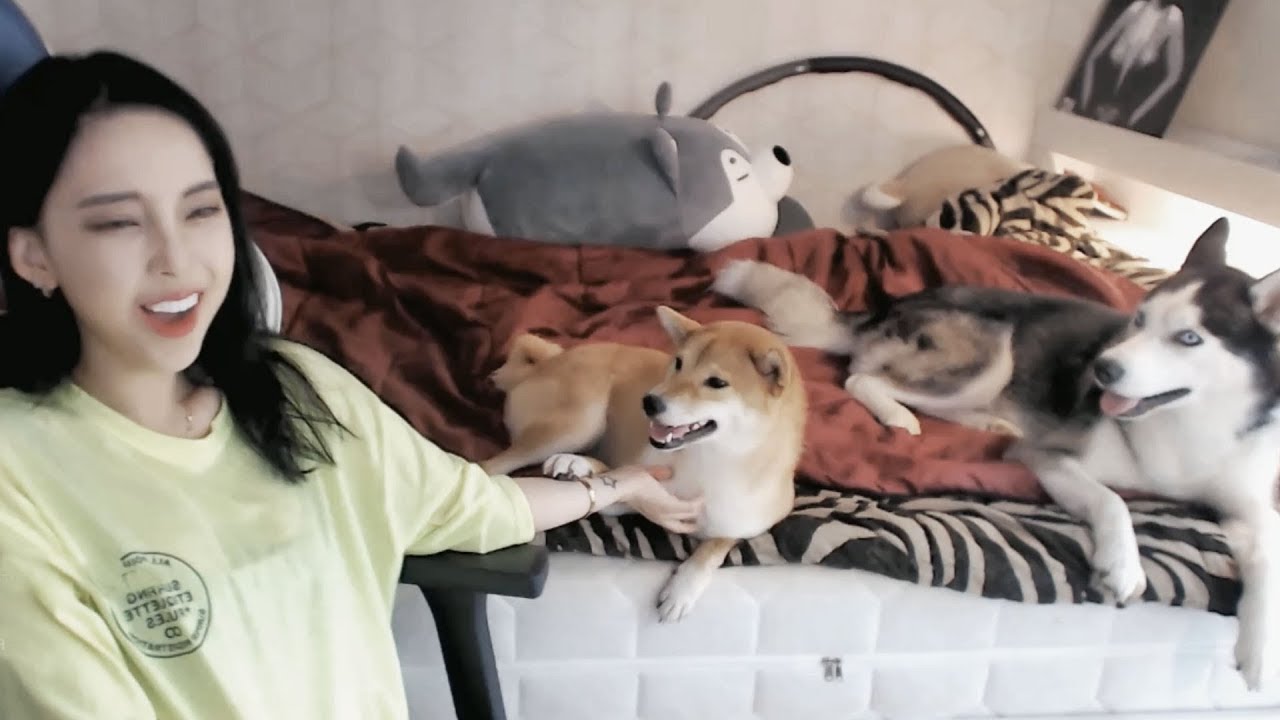 강아지 가려운곳을 긁어주는 집사 (Scraping a Puppy)