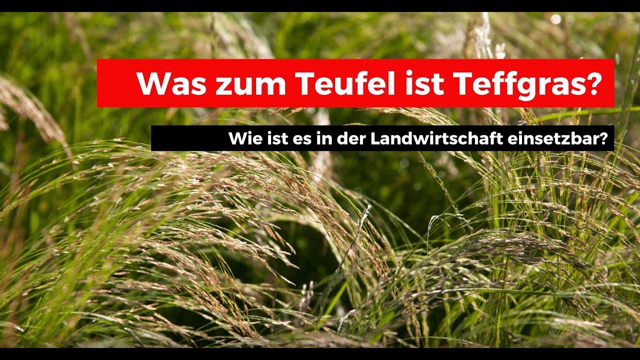 Schnellwachsendes Gras: Was zum Teufel ist Teff-Gras