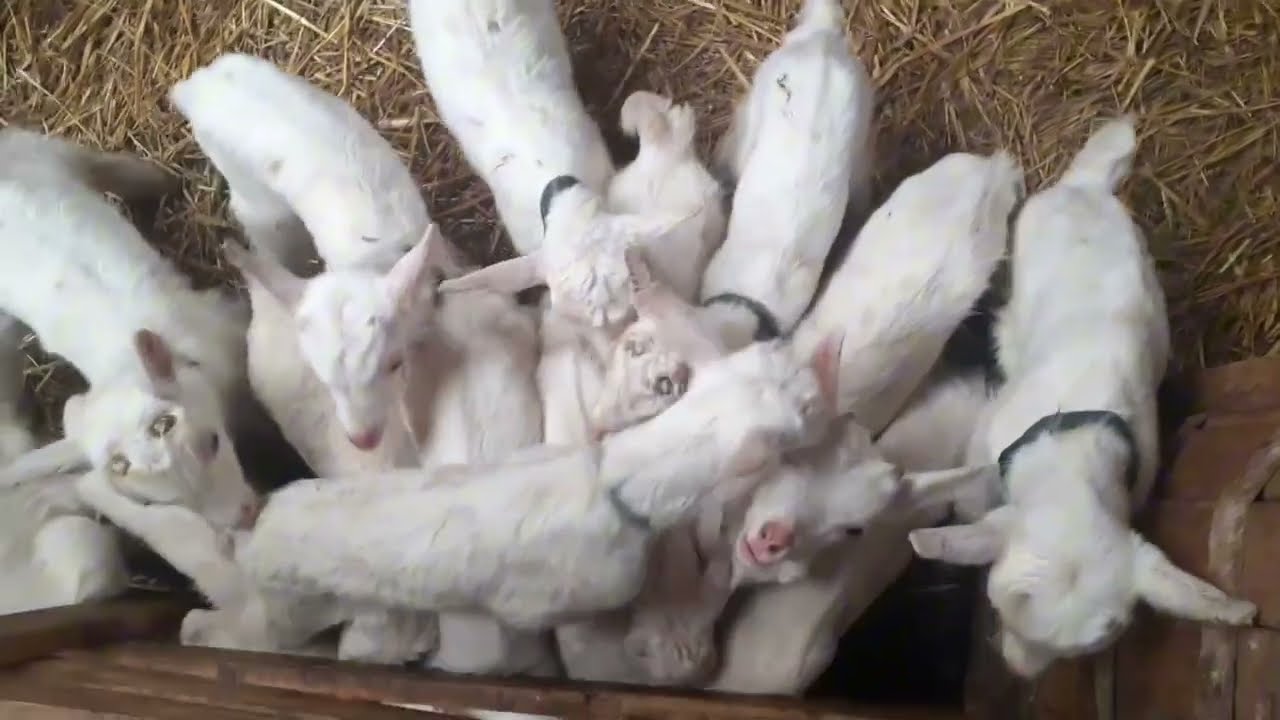 Lapte de capră & lapte praf ! Cum creștem iezii !