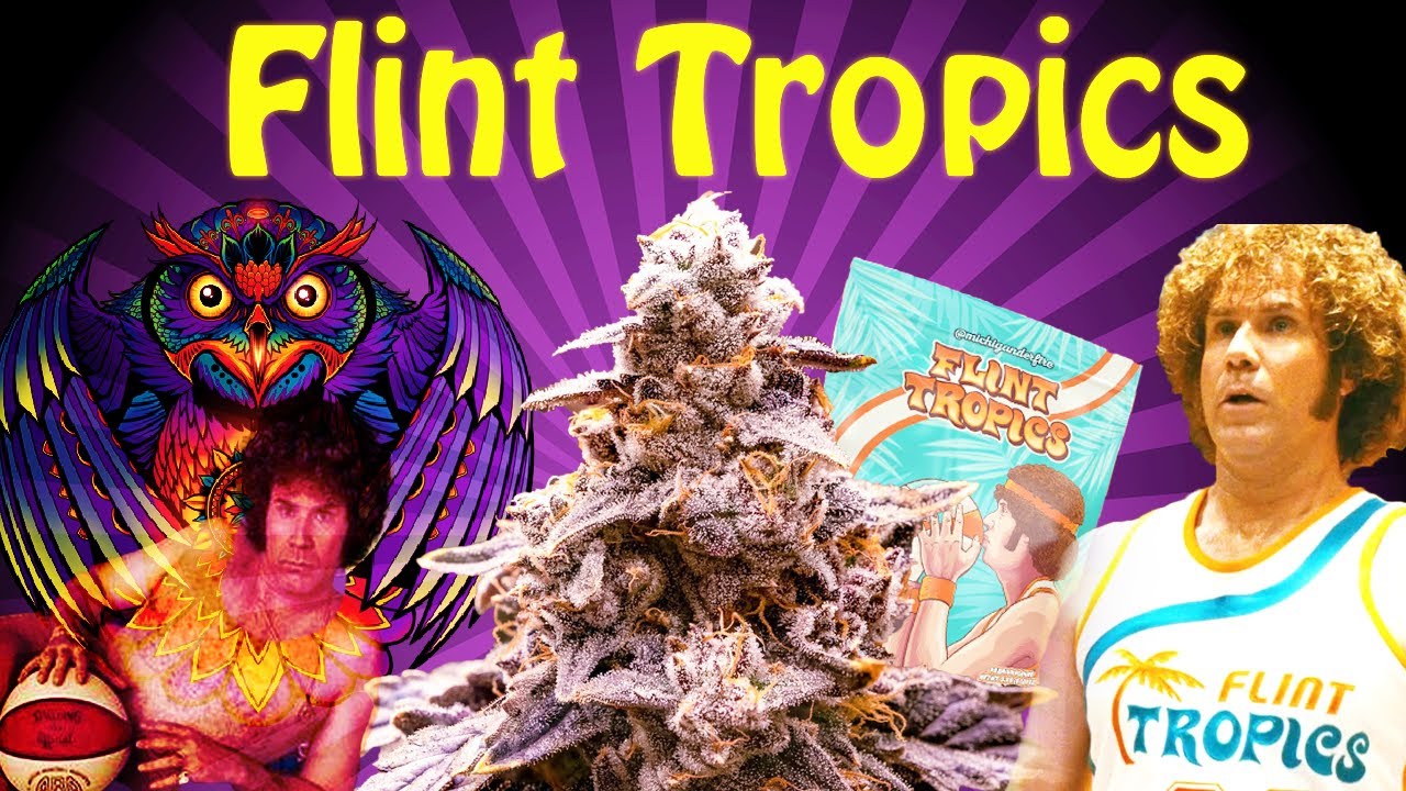Flint Tropics Strain Review