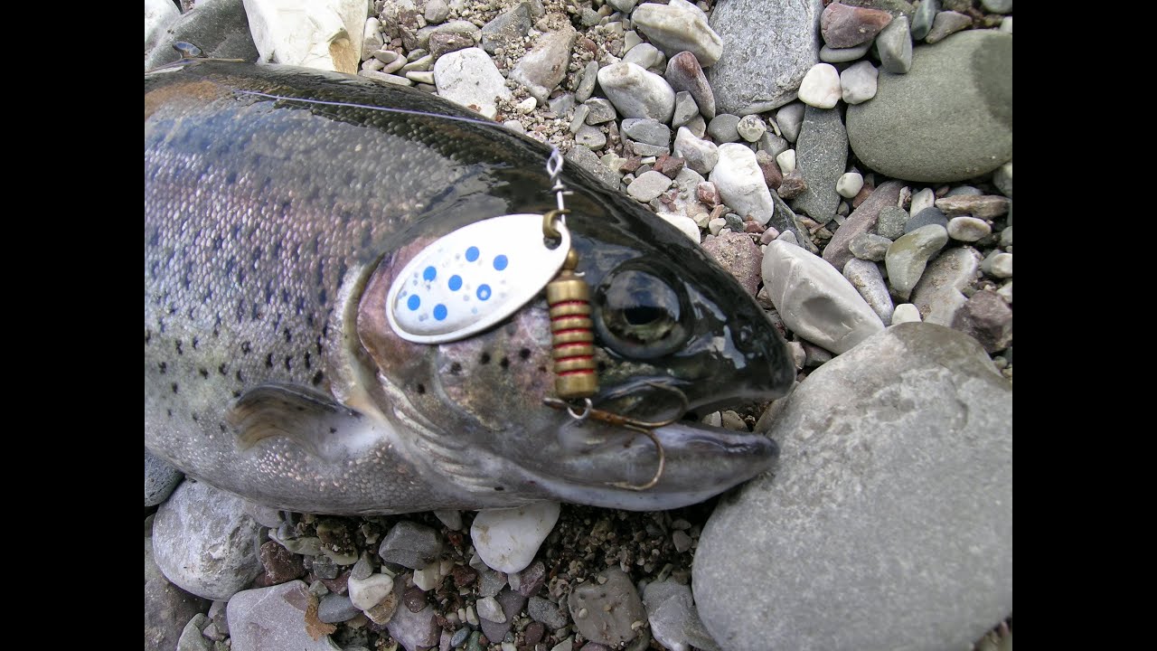 Rainbow trout spinning in shallow river (Greece)