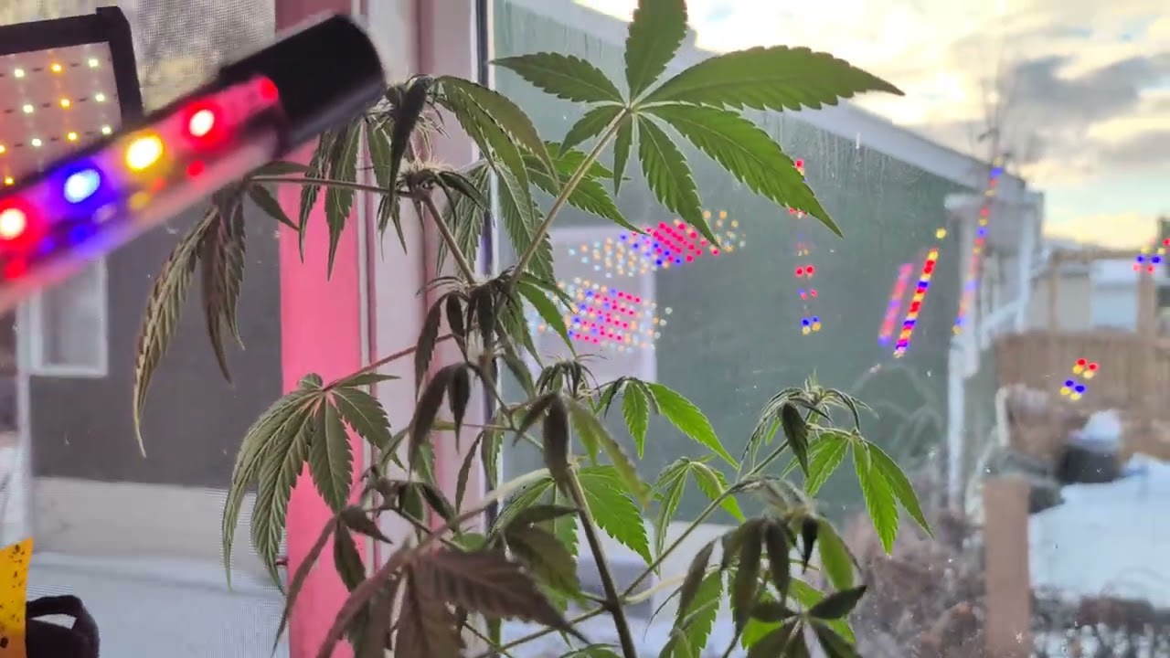 Growing cannabis indoors In winter in Alberta, Canada 