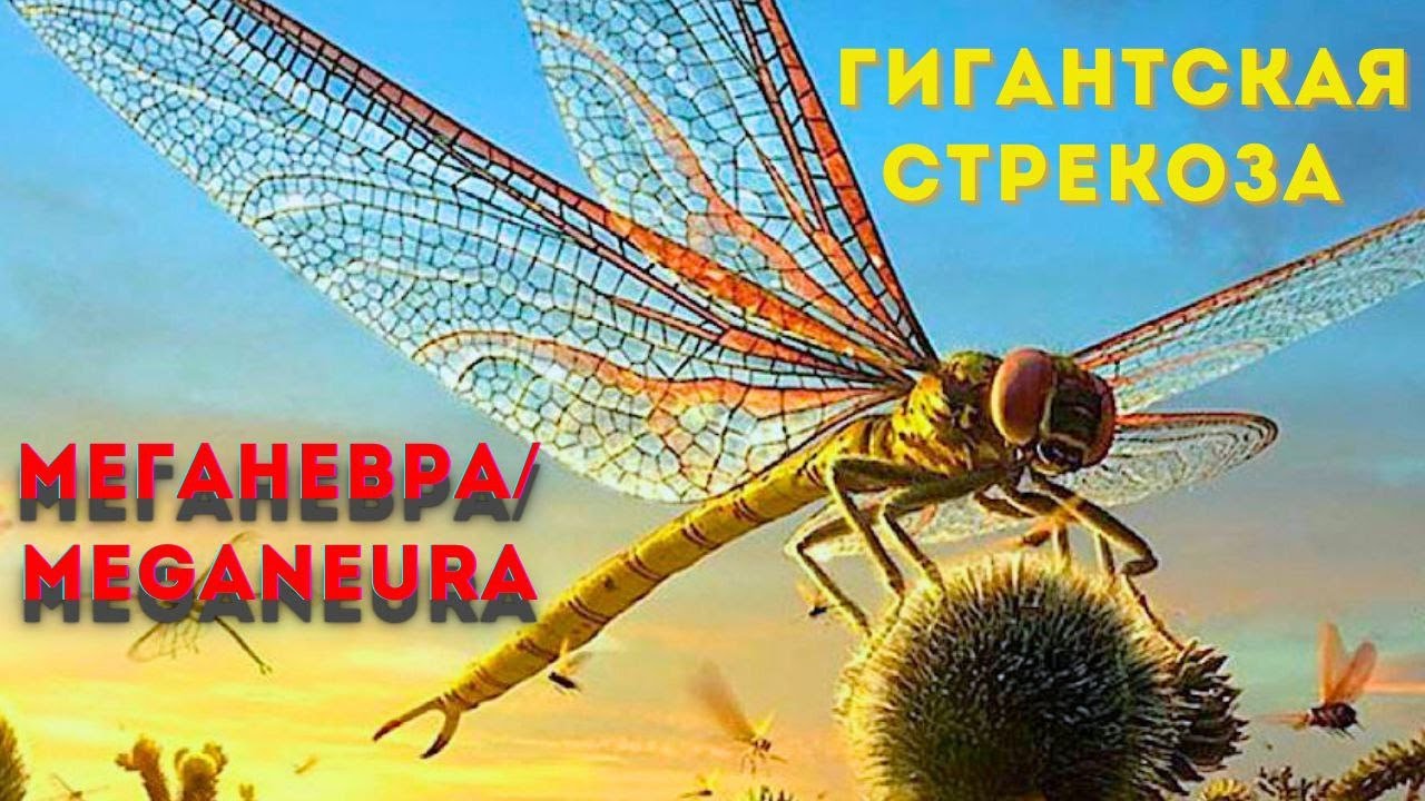 МЕГАНЕВРА - Доисторический хищник | ДРЕВНИЕ НАСЕКОМЫЕ