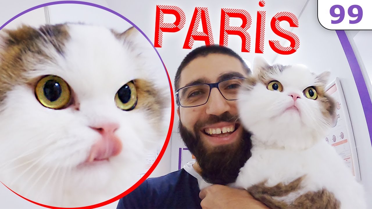 Dünyanın EN Suratsız Kedisi 😆 Paris'le Birgün 😍 #DoBiDa 99