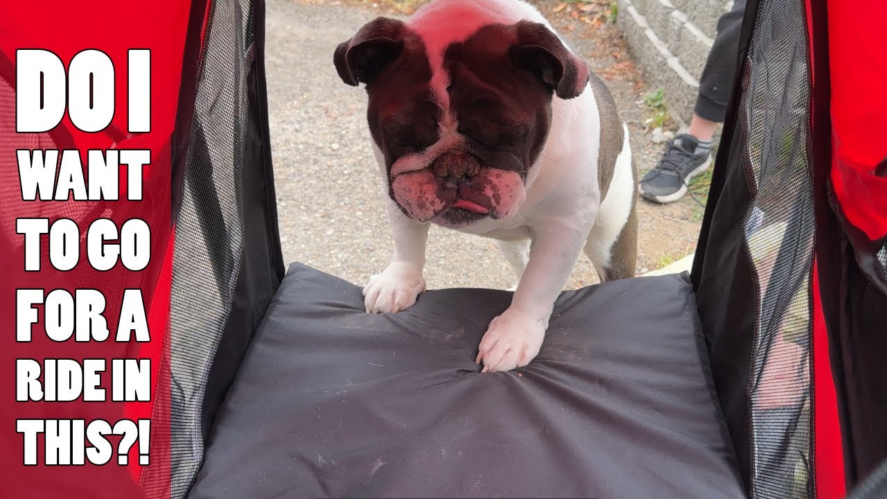 Introducing the Red Dog Stroller for Medium/Large Dogs - Your Pet's Perfect Moving Home!