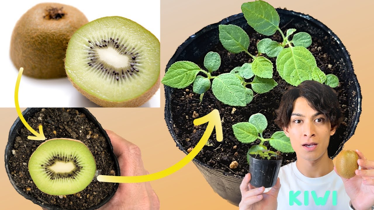 キウイを種から育てる方法 [1個⇨100個以上に‼︎]