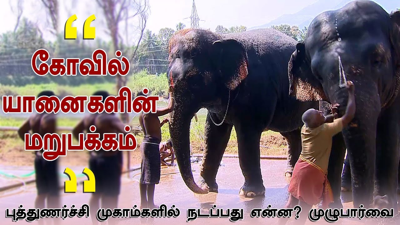 யானைகள் புத்துணர்ச்சி முகாமில் நடப்பது என்ன? | A Day With Elephant | Thekkampatti Elephants Camp
