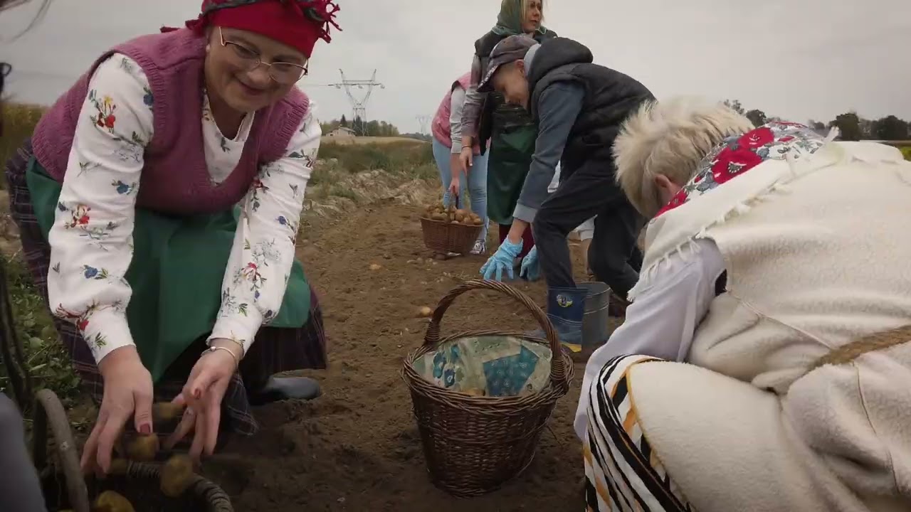 Sołectwo Złotopole - Wykopki