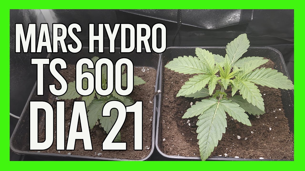 Seguimiento MARS HYDRO TS 600 DIA 21 | KmintZ Ripper Seeds
