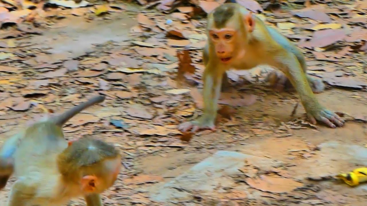 Baby Lynx and Jacee eat mango with mom Luna, but bro Luna is jealous of baby Jacee & chases her.🐒🙈