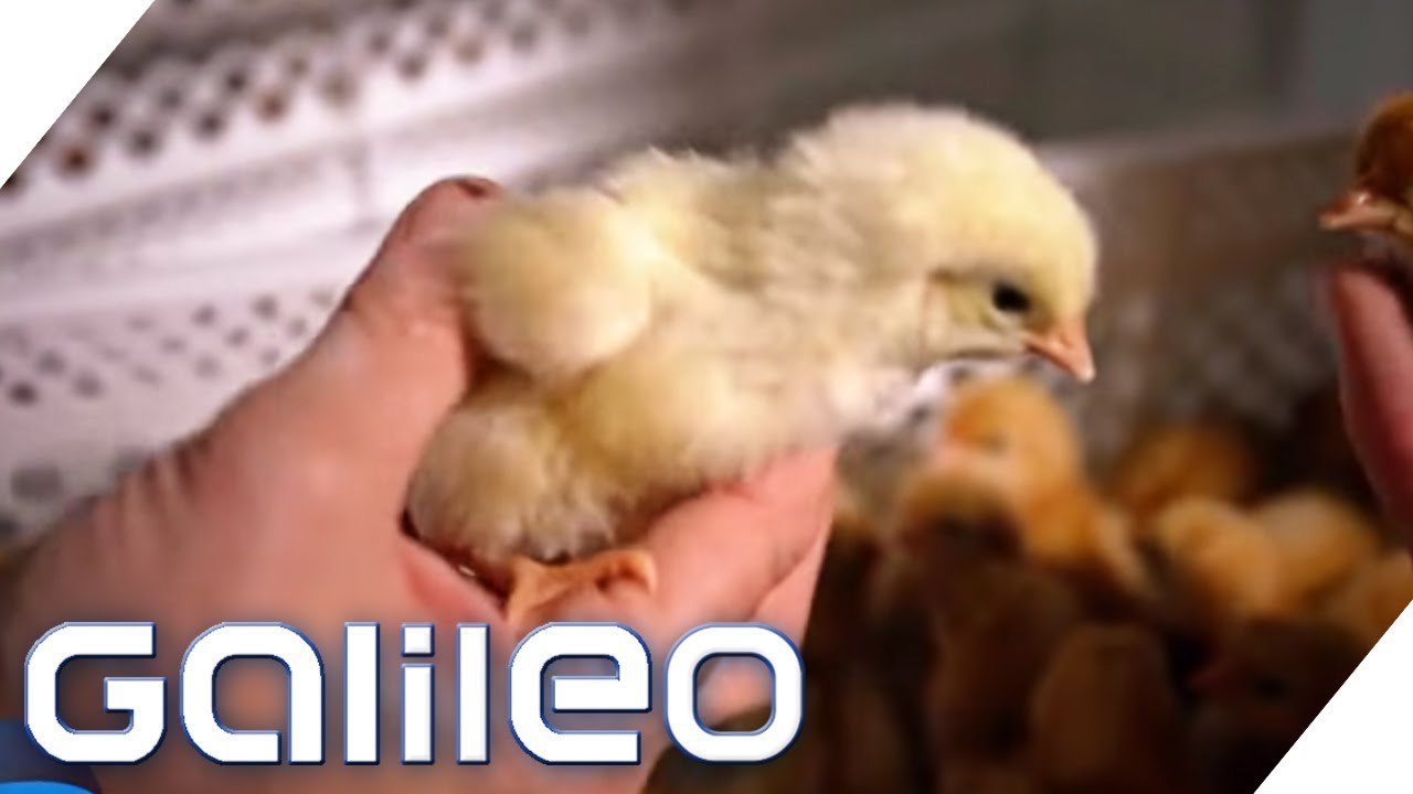 Sie rettet Küken vor dem Schredder! | Galileo | ProSieben