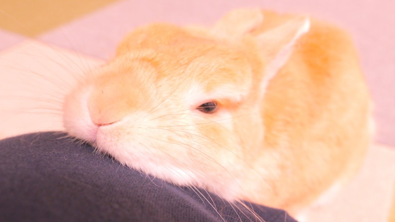 仕事に行かせないように膝にくっついて身動きを封じてくるムギが可愛かった【No.1607】