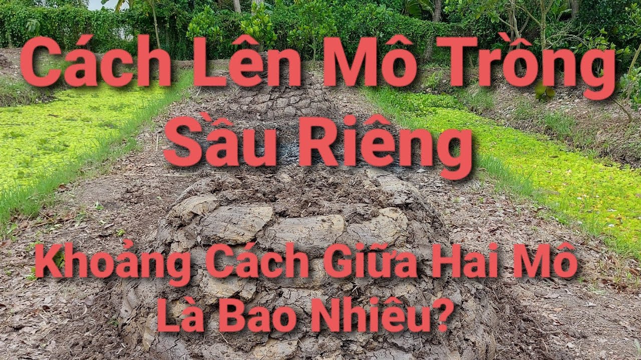 🌿Cách Lên Mô và Xử Lý Mô Trồng Sầu Riêng