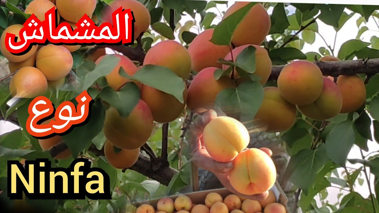 المشماش نوع Ninfa الجودة العالية وغزارة كبيرة في الإنتاج