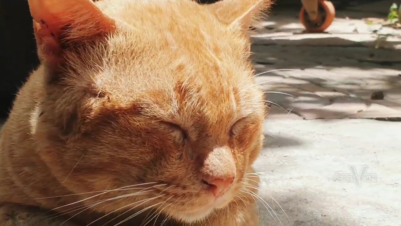 A Lonely Old Cat #cat #lonely