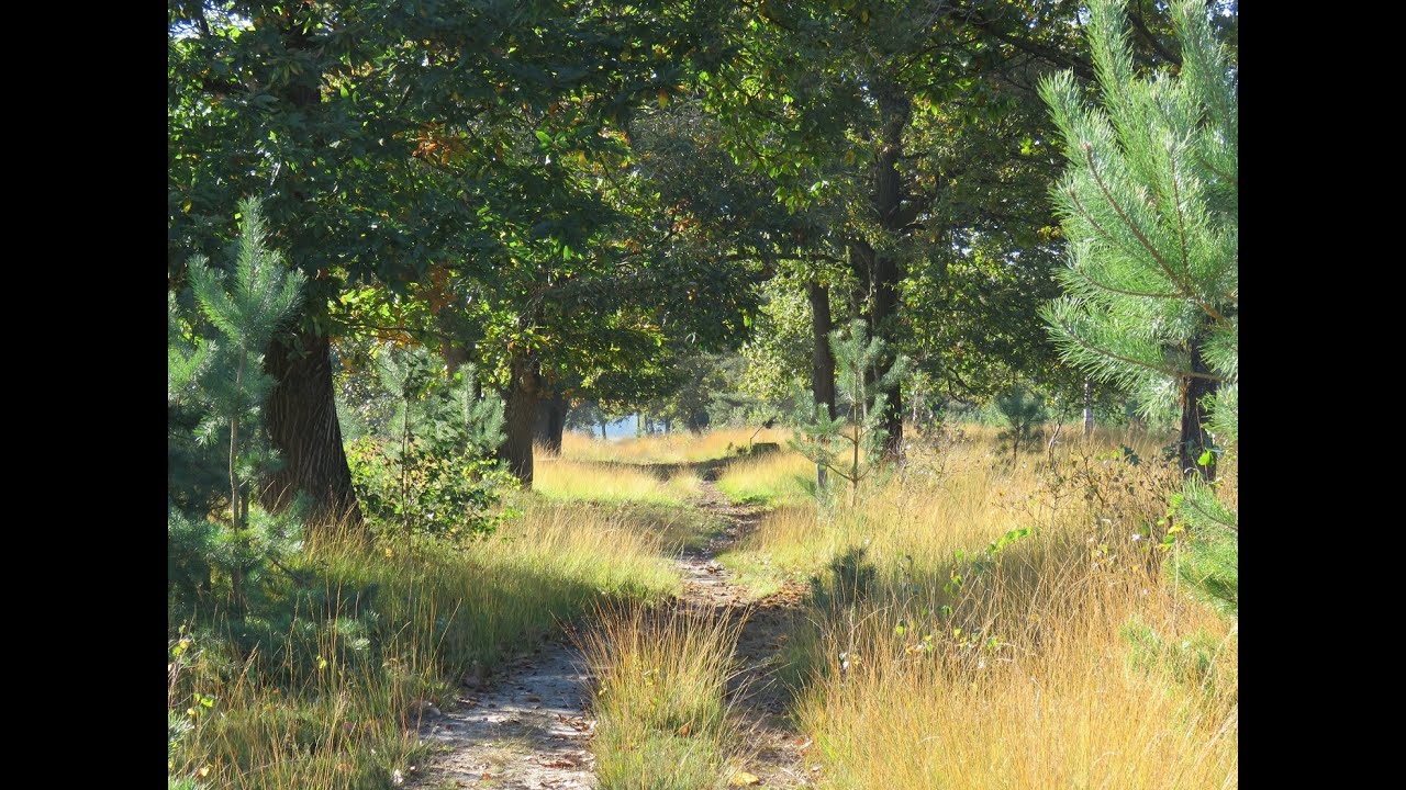 Natuurgebied De Maashorst - Impressions of the Maashorst nature reserve
