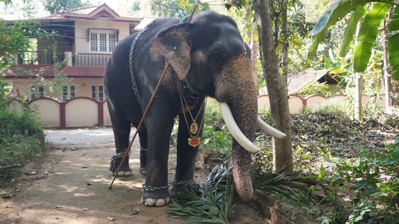 ഉത്സവത്തിനു വന്ന ഗുരുവായൂർ ഗോപി കണ്ണൻന്റെ വിശേഷങ്ങൾ #gopikannan// tomato travel