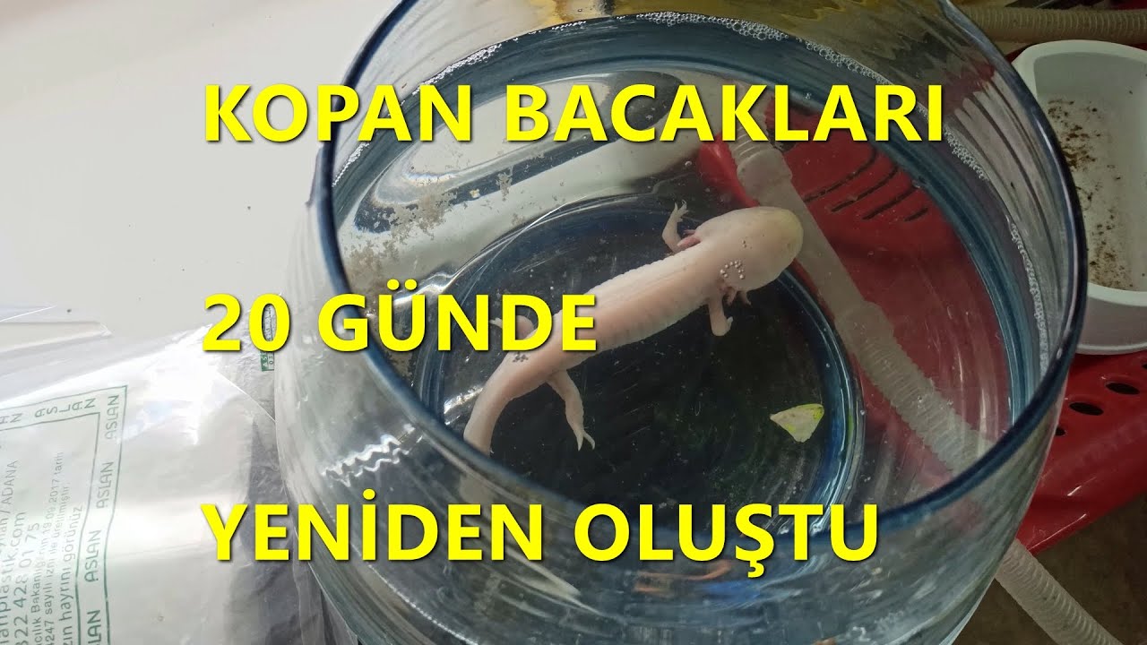Su Semenderi (Axolotl) Hakkında Bilinmeyenler