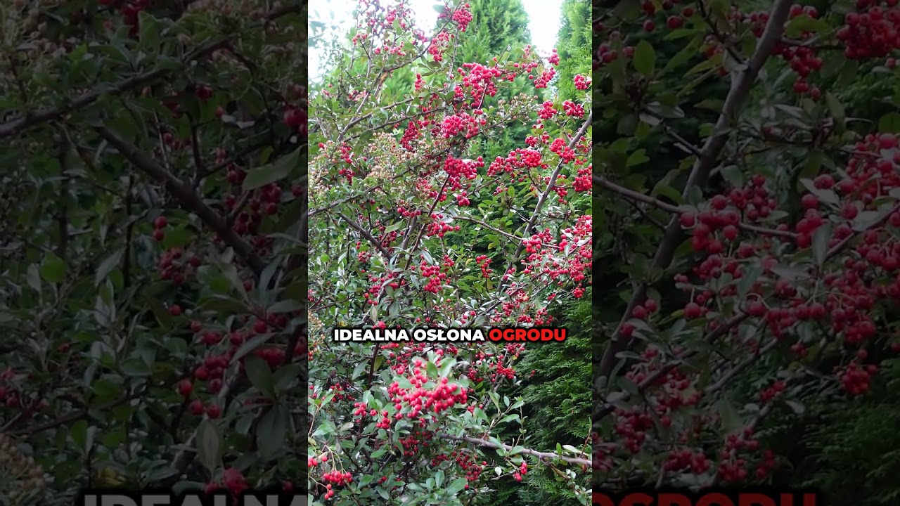 5 zimozielonych roślin na żywopłot &ndash; idealne na cały rok! 🌿🌳