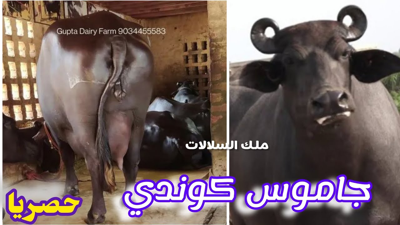 سلالة جاموس كوندي الفخمة. ملك السلالات. https://youtu.be/9WIqlCwJtRw