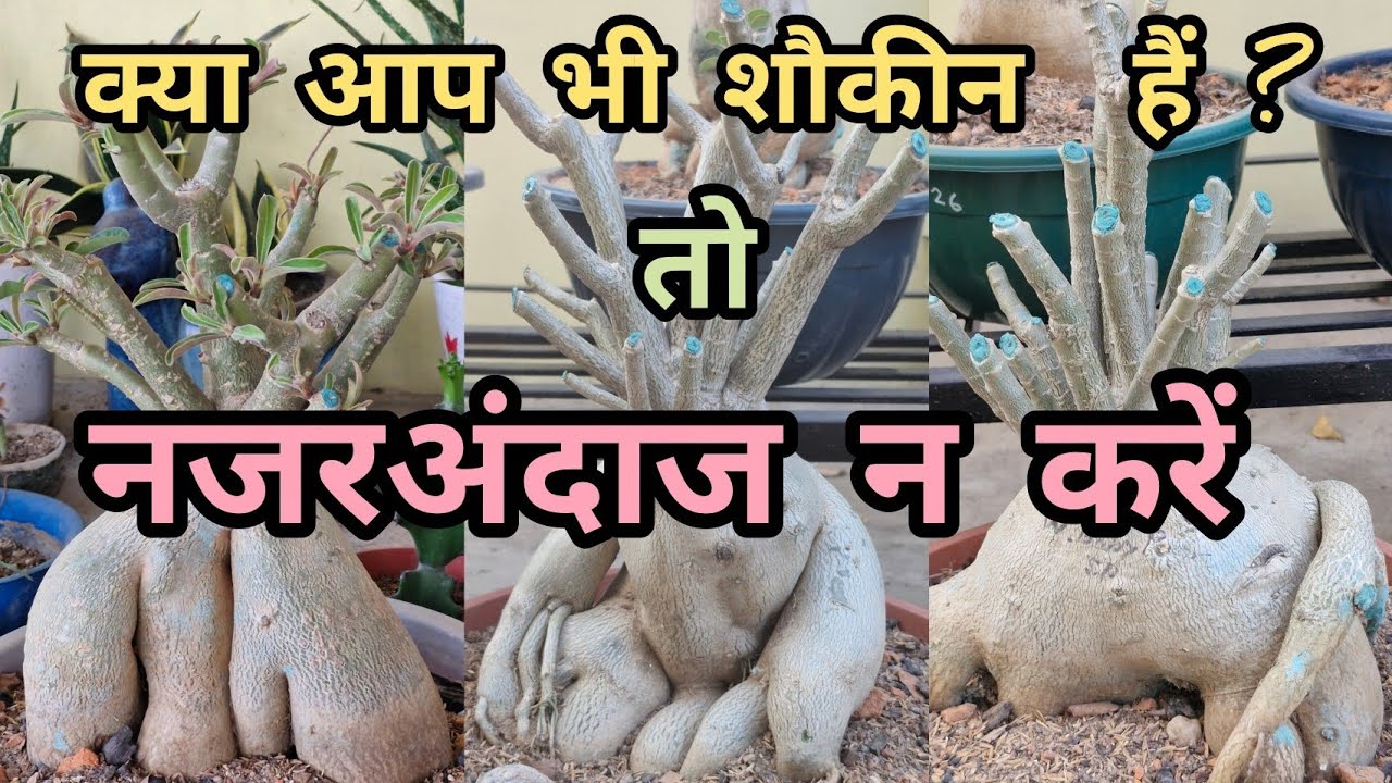 क्या आप भी अडेनियम लगाना पसंद करते हैं ? तो साल  में एक बार निरीक्षण परिक्षण REPOTTING अवश्य करें 👍💯