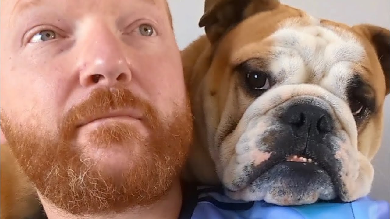 Смотрел дерби Северного Лондона с Диего. Думаю, всё прошло хорошо 🤣 #BulldogDiego #Arsenal #Totte...