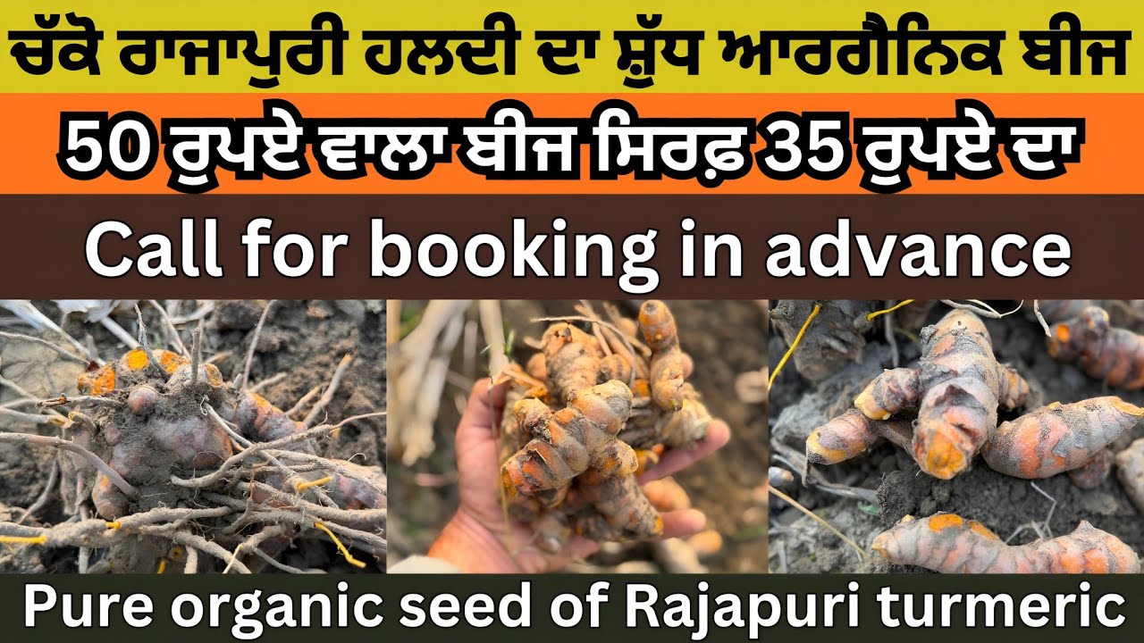 Pure organic seed of turmeric। ਚੱਕੋ ਚੋਟੀ ਦੀ ਹਲਦੀ ਦਾ ਸ਼ੁੱਧ ਆਰਗੈਨਿਕ ਬੀਜ