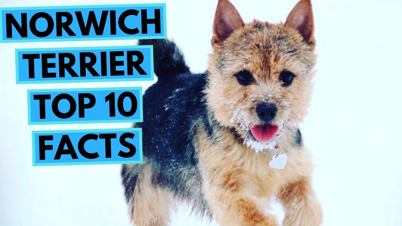 Norwich Terrier - TOP 10 Interesting Facts