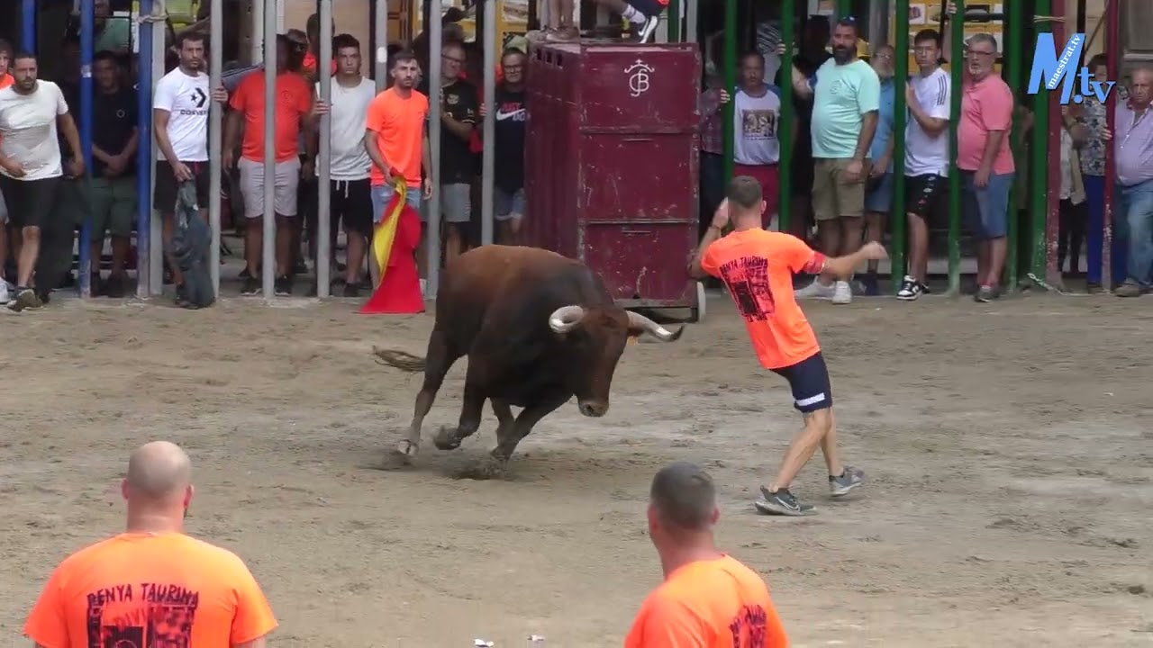 Maestrat Tv - La Jana - Prova del Bou Cerril de nom Destruit