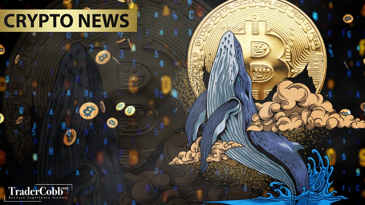 Crypto Whales Are Buying this Market Crash? | This Week in Crypto