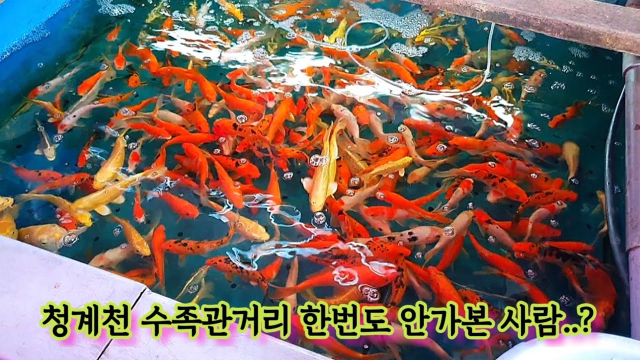 청계천 수족관거리 나도 가봤다❤️‍🔥 | 물고기만 나오는 영상